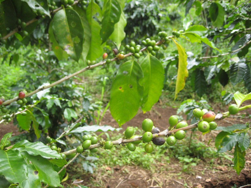 Indian Parchment - Strong