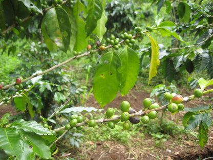 Indian Parchment - Strong